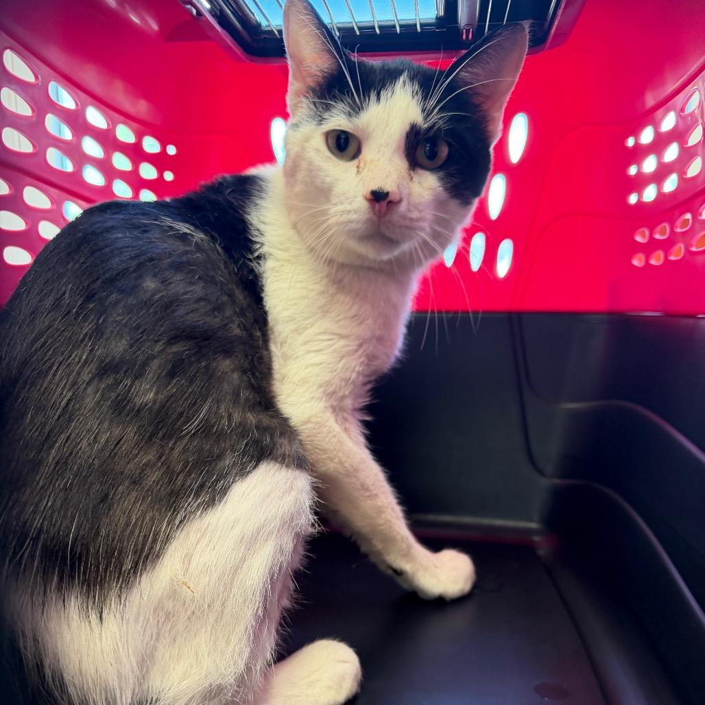 Holstein, a Adoptable Domestic Short Hair in Watertown, NY image 2/2