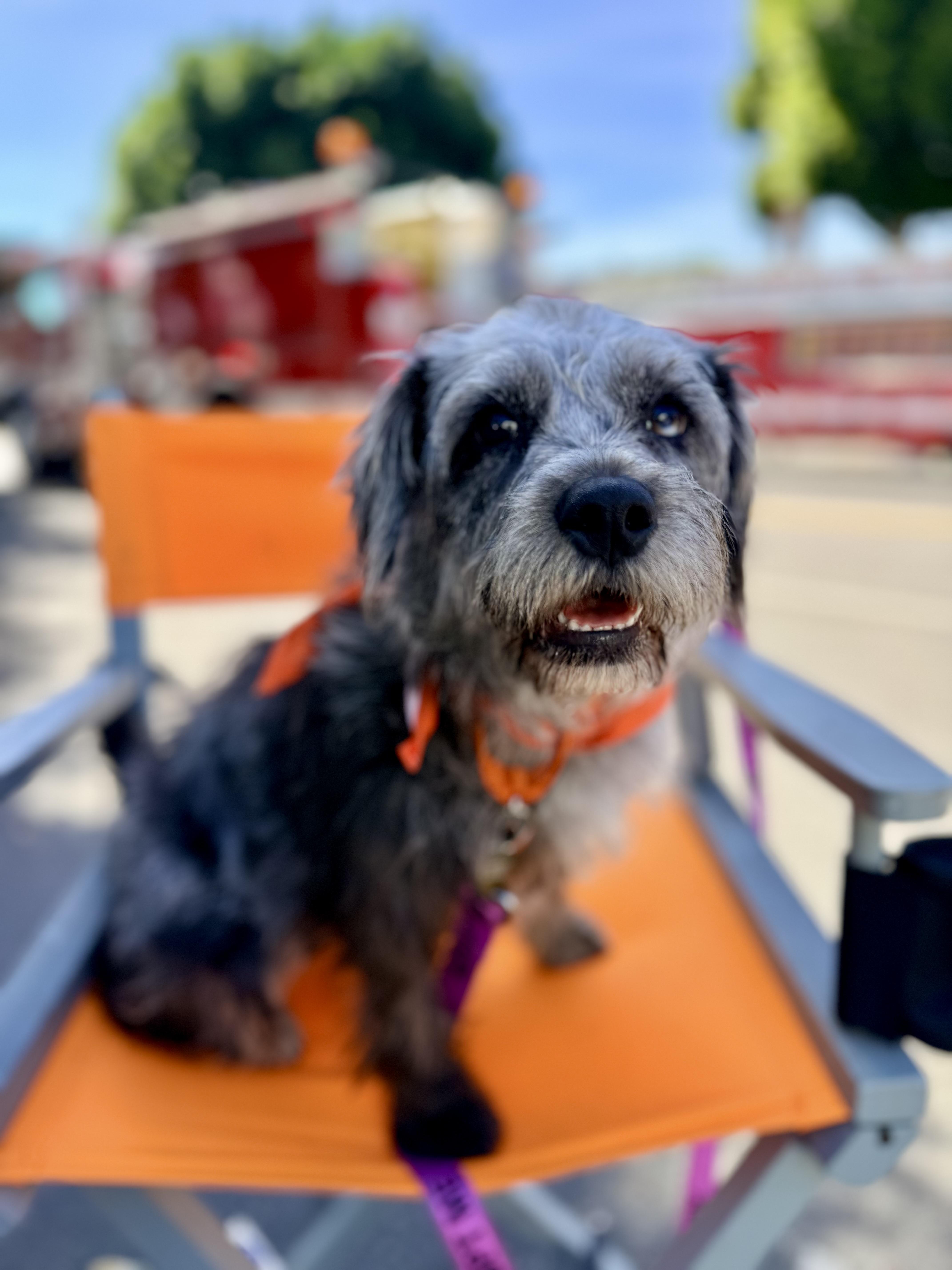 Enlarge LIU, a ADOPTABLE mixed breed in los angeles, CA image 2/6