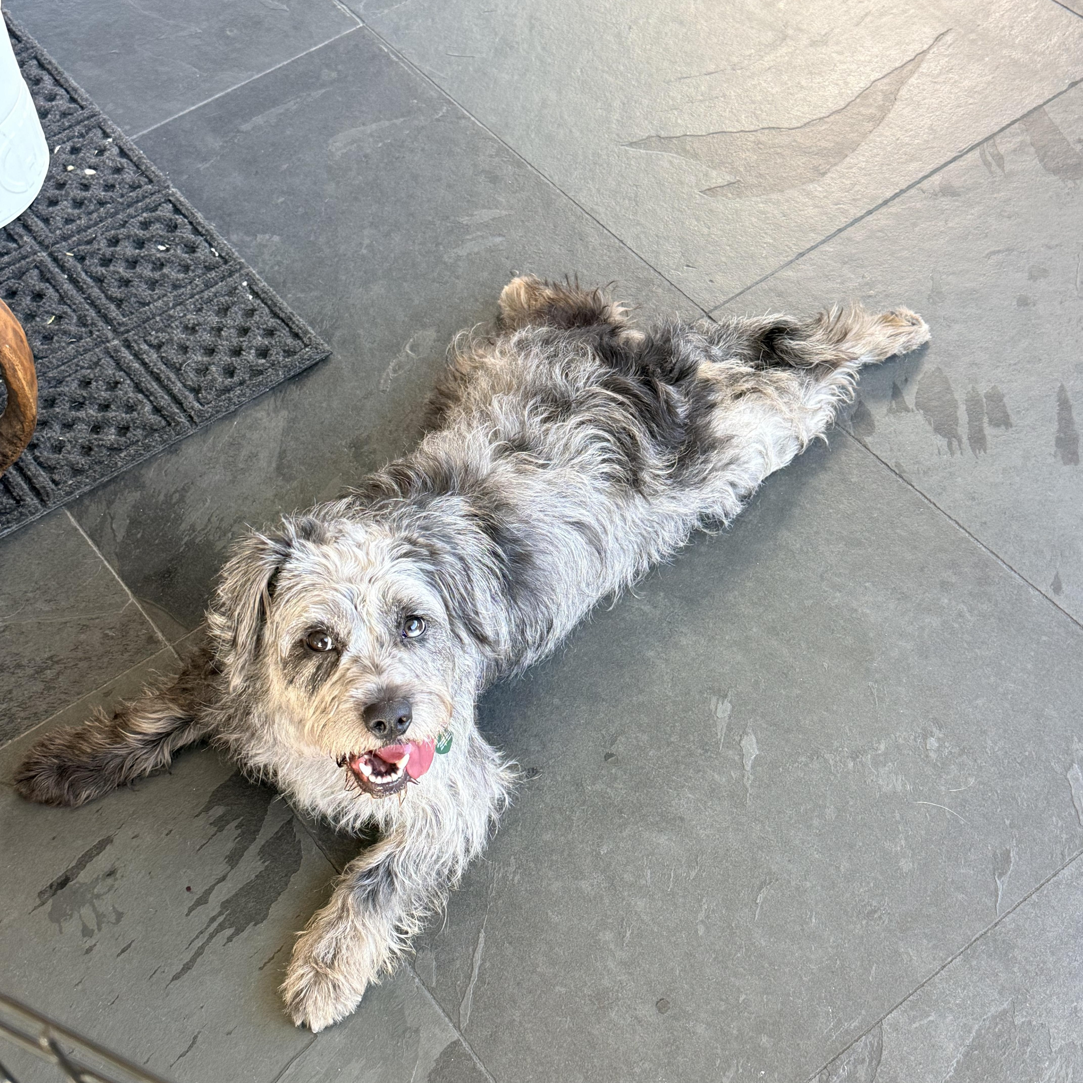 Enlarge LIU, a ADOPTABLE mixed breed in los angeles, CA image 4/6