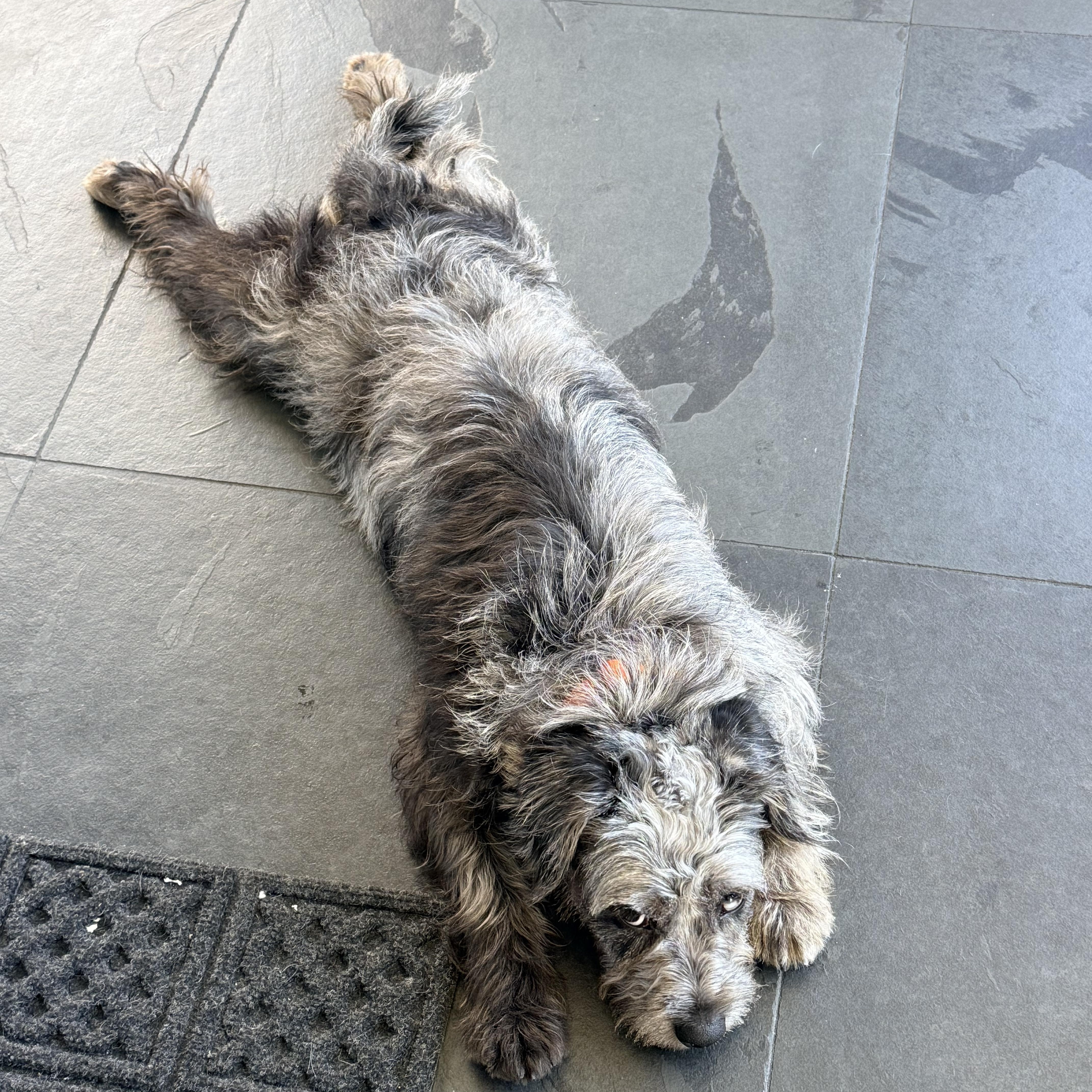 Enlarge LIU, a ADOPTABLE mixed breed in los angeles, CA image 5/6