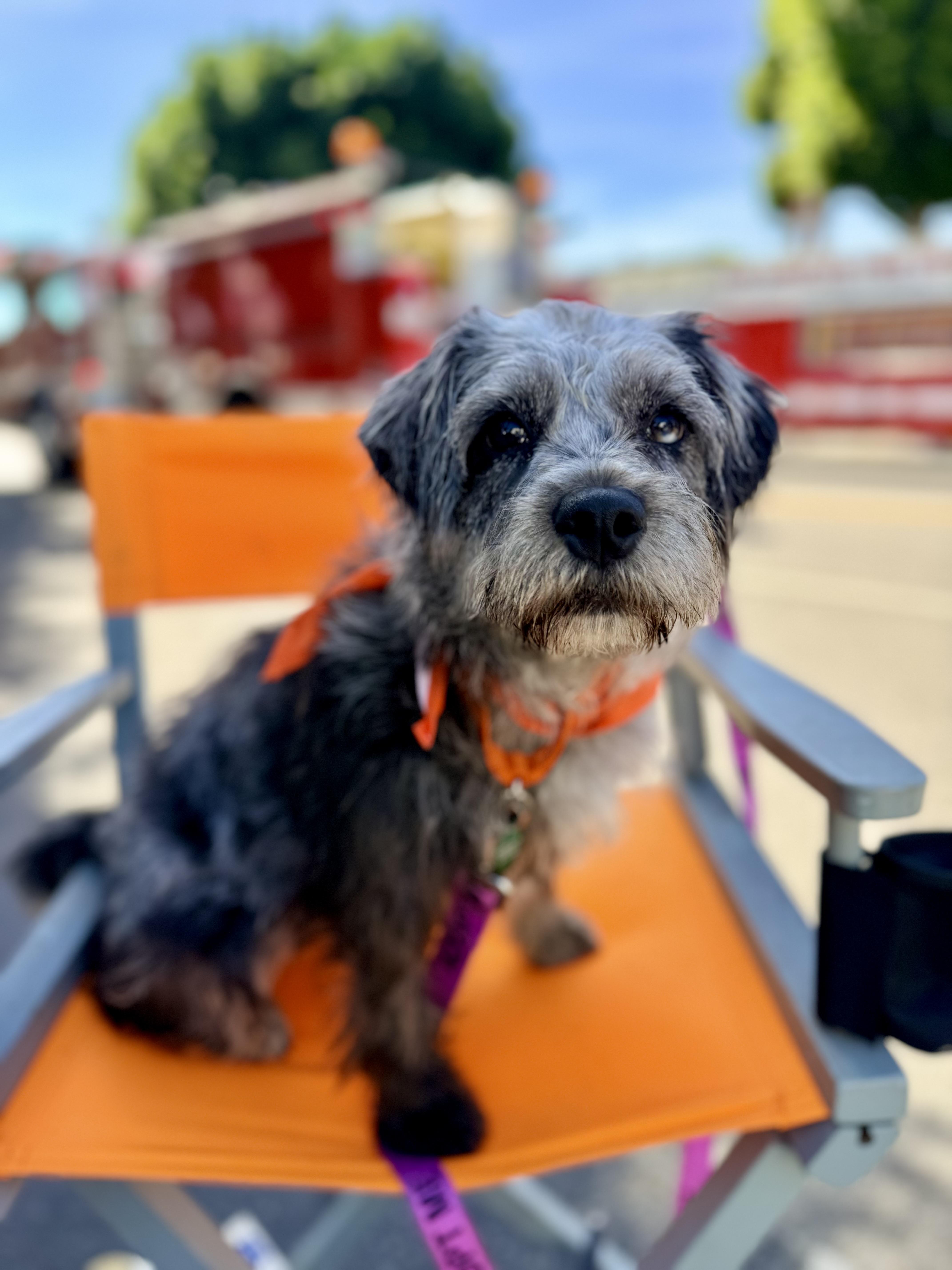 Enlarge LIU, a ADOPTABLE mixed breed in los angeles, CA image 1/6