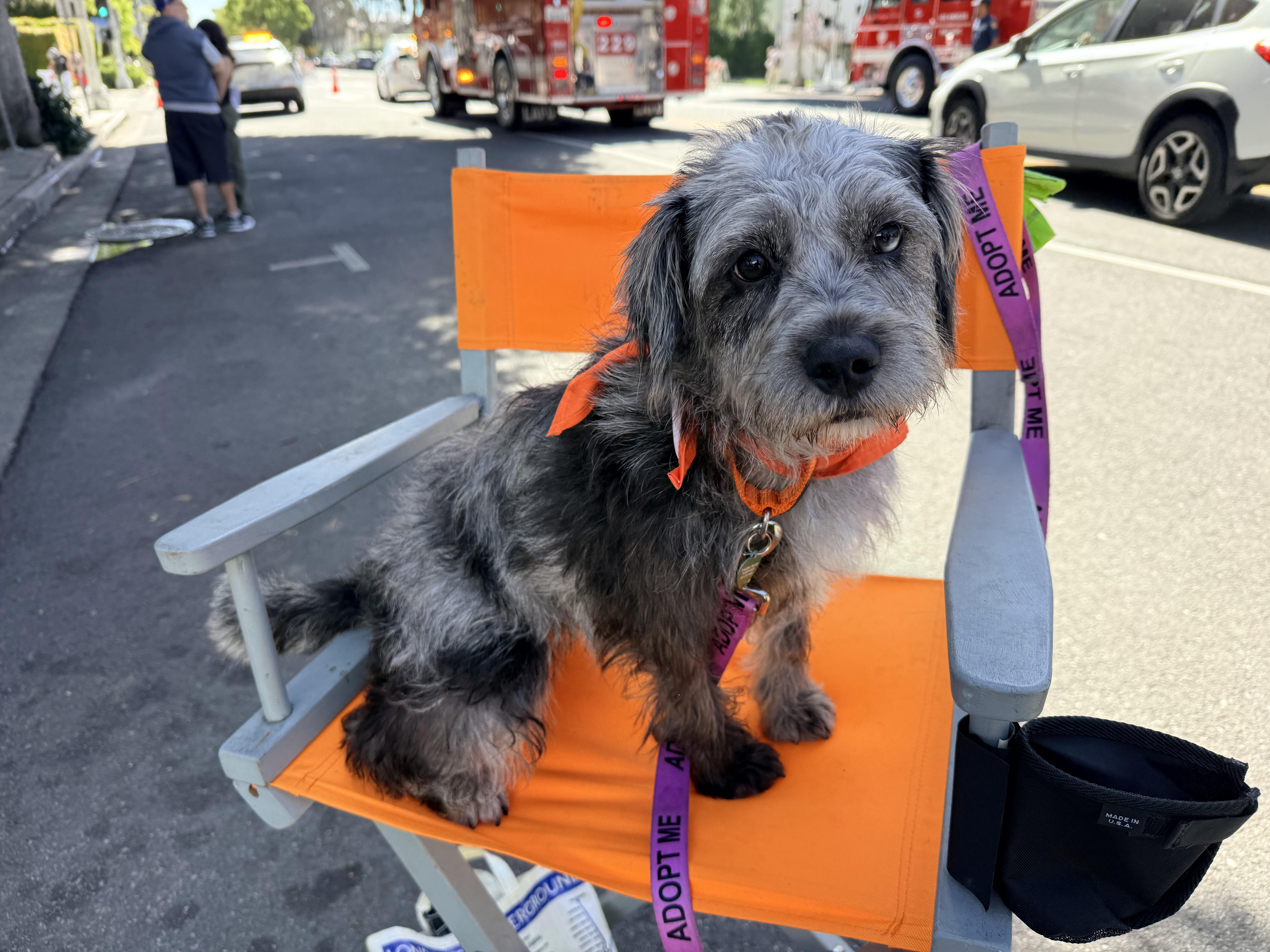 Enlarge LIU, a ADOPTABLE mixed breed in los angeles, CA image 3/6