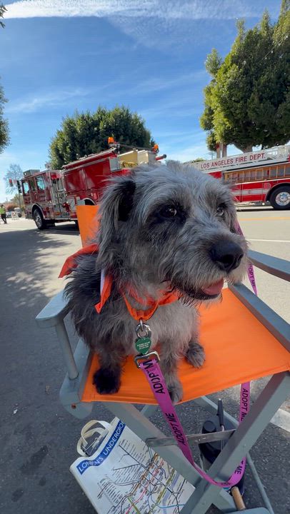 Enlarge LIU, a ADOPTABLE mixed breed in los angeles, CA video 6/6