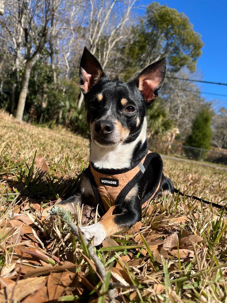 Turbo — thumbnail 2