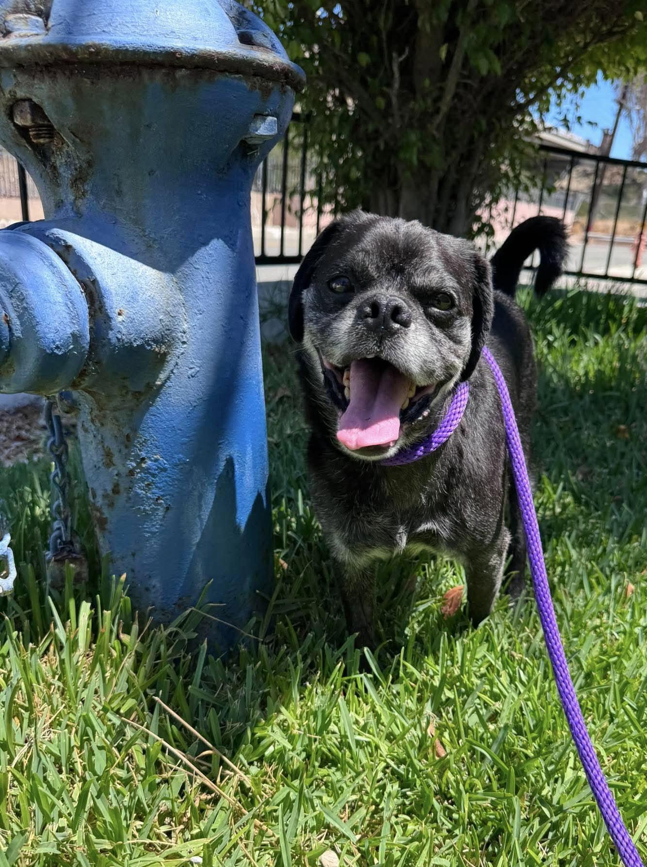 Pugsy Malone, Adoptable, Senior Male Pug.