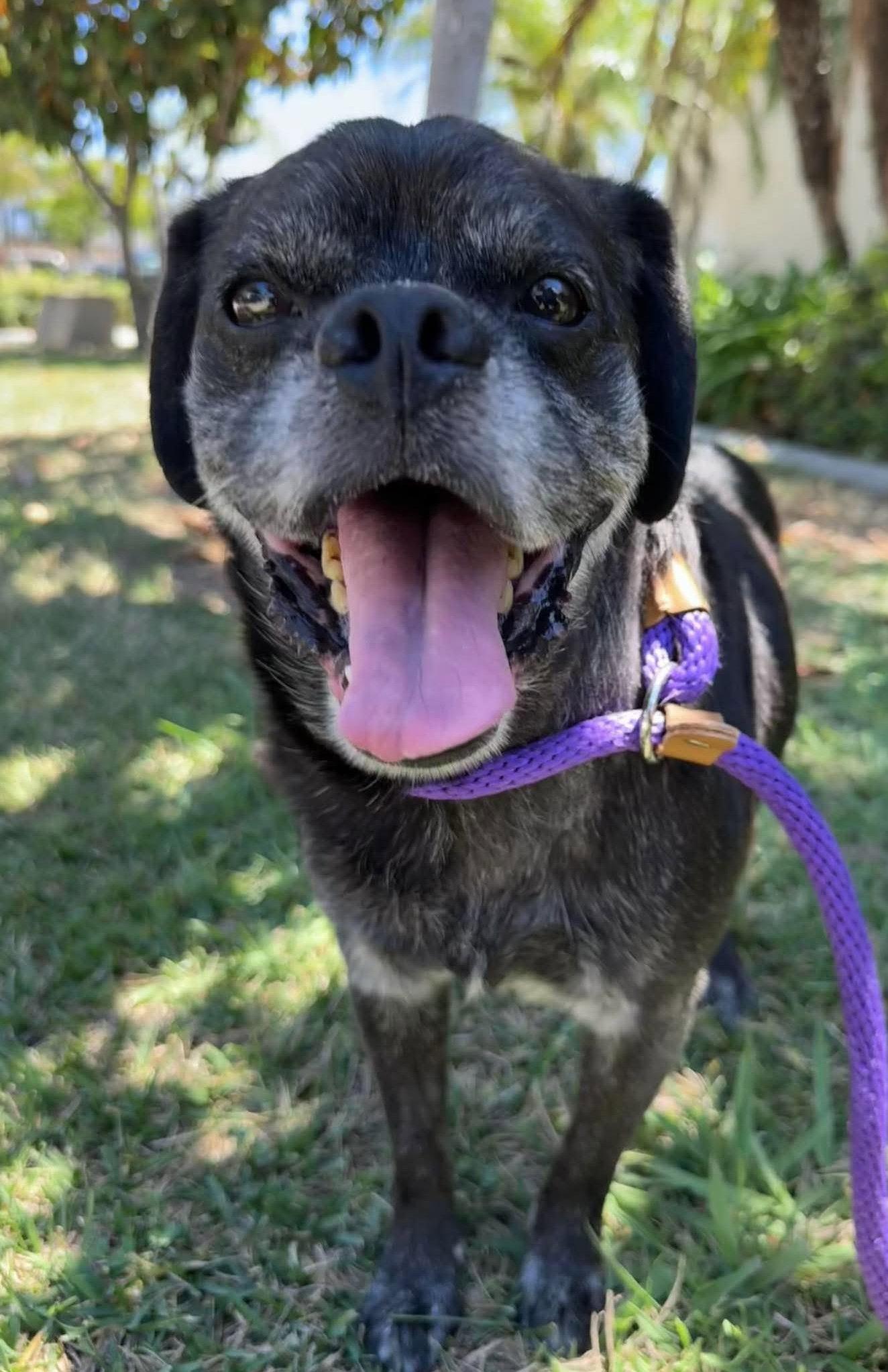 Enlarge Pugsy Malone, a Adoptable Pug in San Diego, CA image 2/3