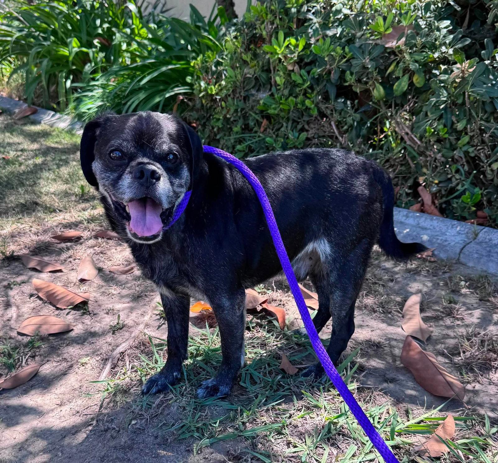 Enlarge Pugsy Malone, a Adoptable Pug in San Diego, CA image 3/3