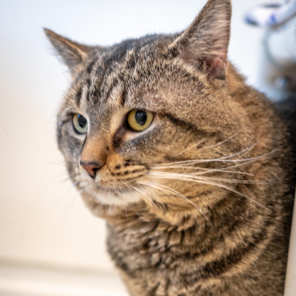 Charles, Adoptable, Adult Male Domestic Short Hair.
