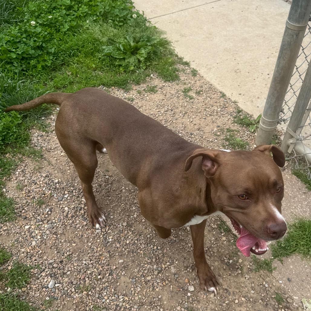 Princess, ADOPTABLE, Young Female Pit Bull Terrier.