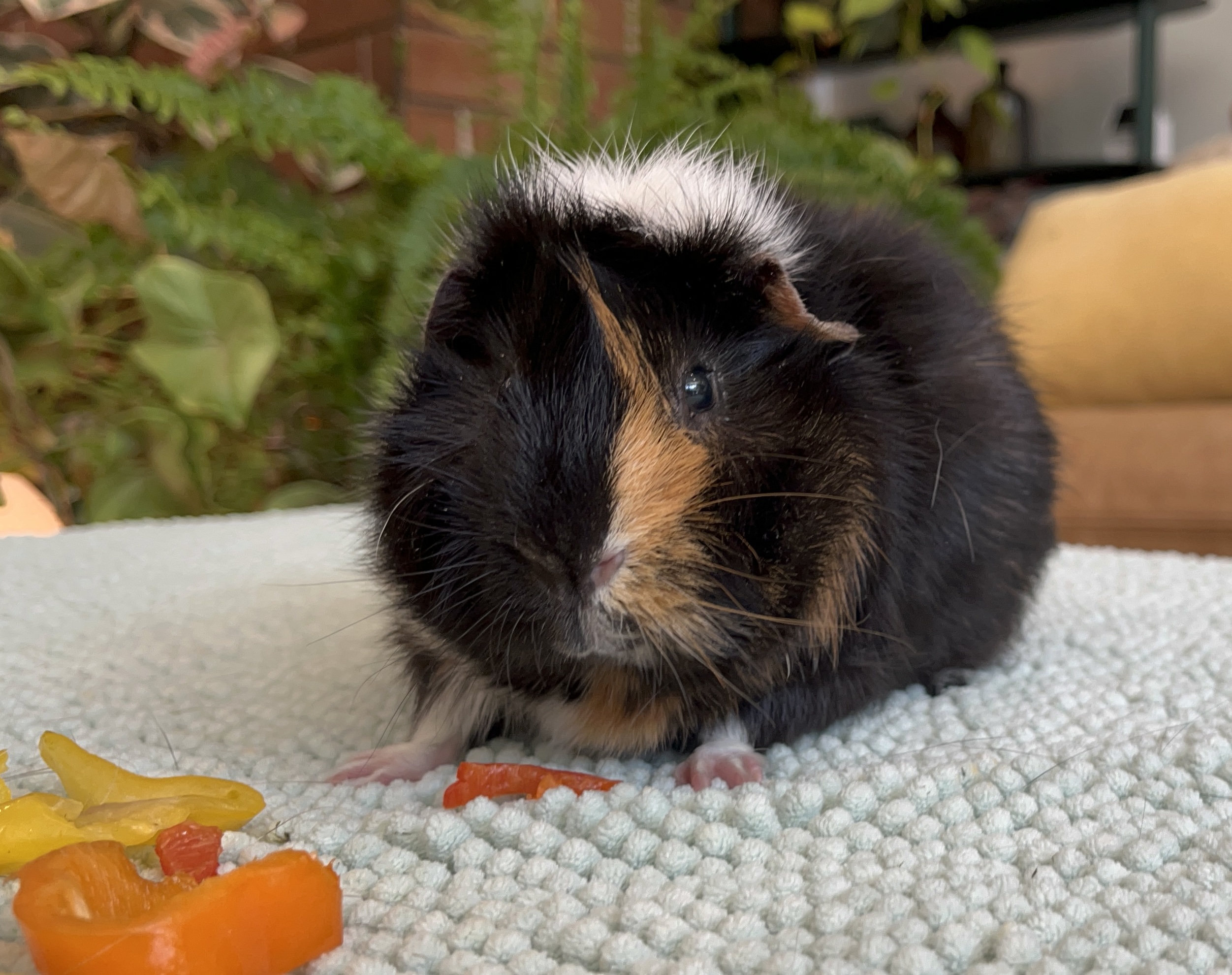 Liam & Ezra, Adopted, Adult Male Abyssinian.