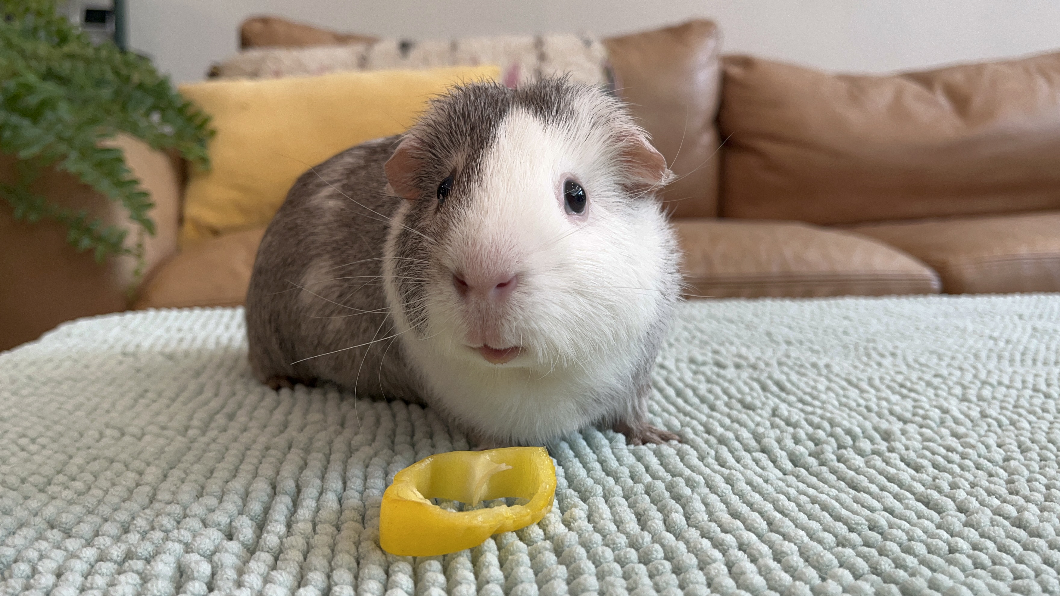 Enlarge Liam & Ezra, a Adopted Abyssinian in Philadelphia, PA image 2/4