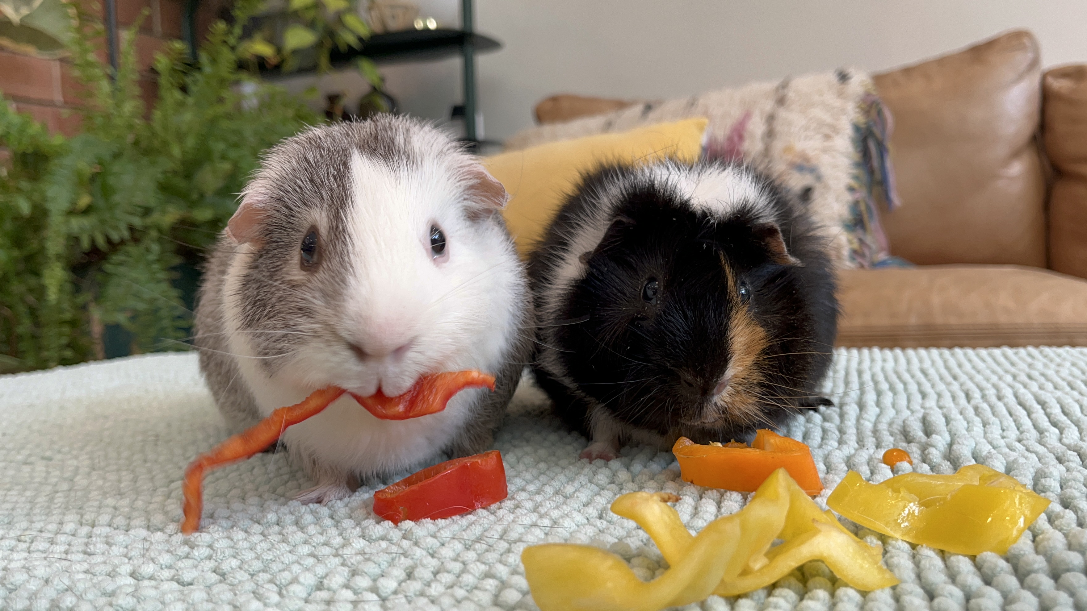 Enlarge Liam & Ezra, a Adopted Abyssinian in Philadelphia, PA image 3/4