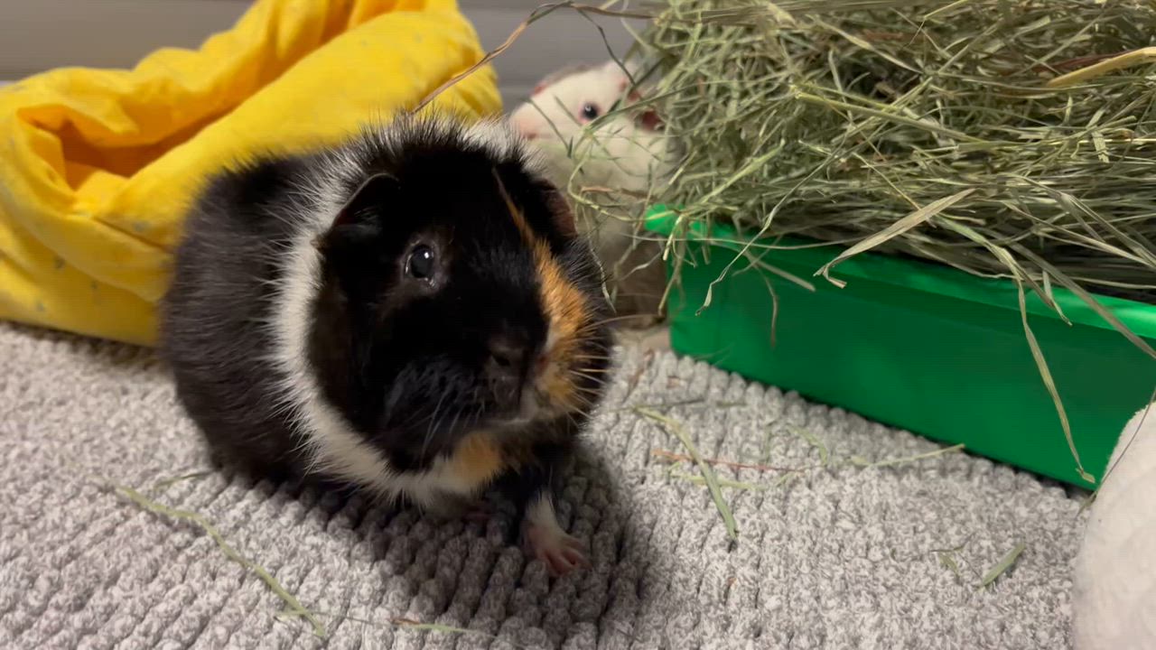 Enlarge Liam & Ezra, a Adopted Abyssinian in Philadelphia, PA video 4/4