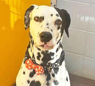 DICE, an adopted mixed breed in Fernandina Beach, FL image 1/3