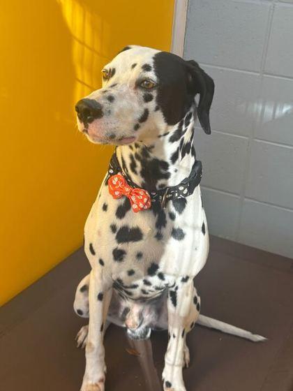 DICE, an adopted mixed breed in Fernandina Beach, FL image 3/3