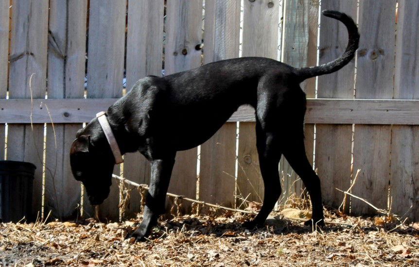 Enlarge Autumn, a Adoptable Black Labrador Retriever in Cottage Grove, MN image 1/3