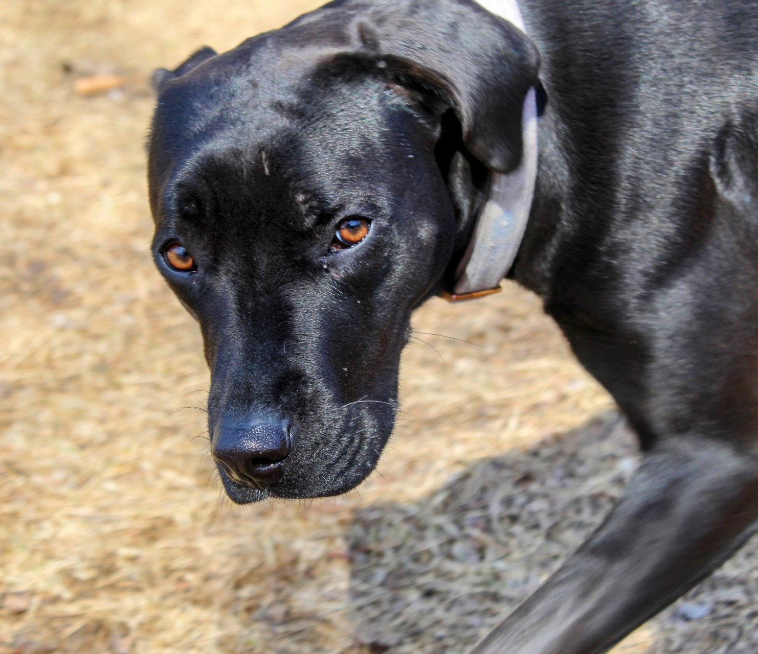 Enlarge Autumn, a Adoptable Black Labrador Retriever in Cottage Grove, MN image 2/3