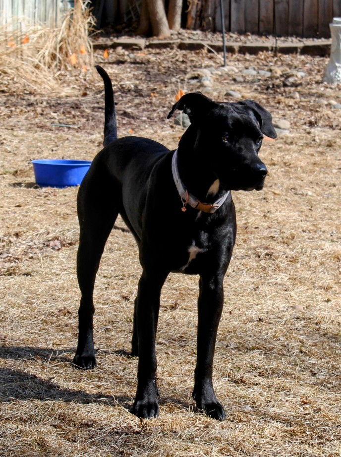 Enlarge Autumn, a Adoptable Black Labrador Retriever in Cottage Grove, MN image 3/3