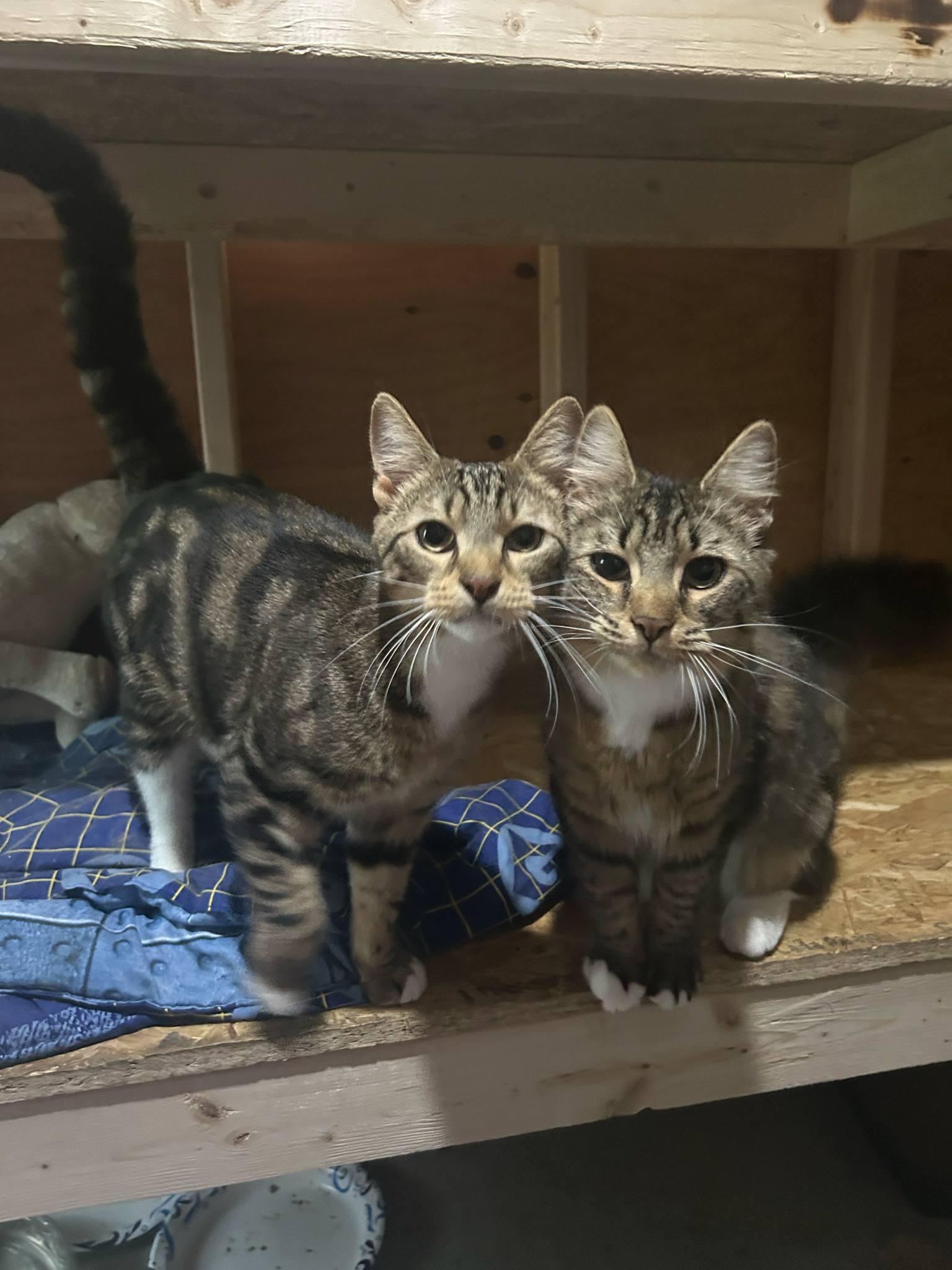 Ray Dean & Ray Dee- BONDED PAIR, adoptable, Adult Female Domestic Medium Hair.