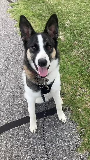 Marshall, ADOPTABLE, Young Male Husky.