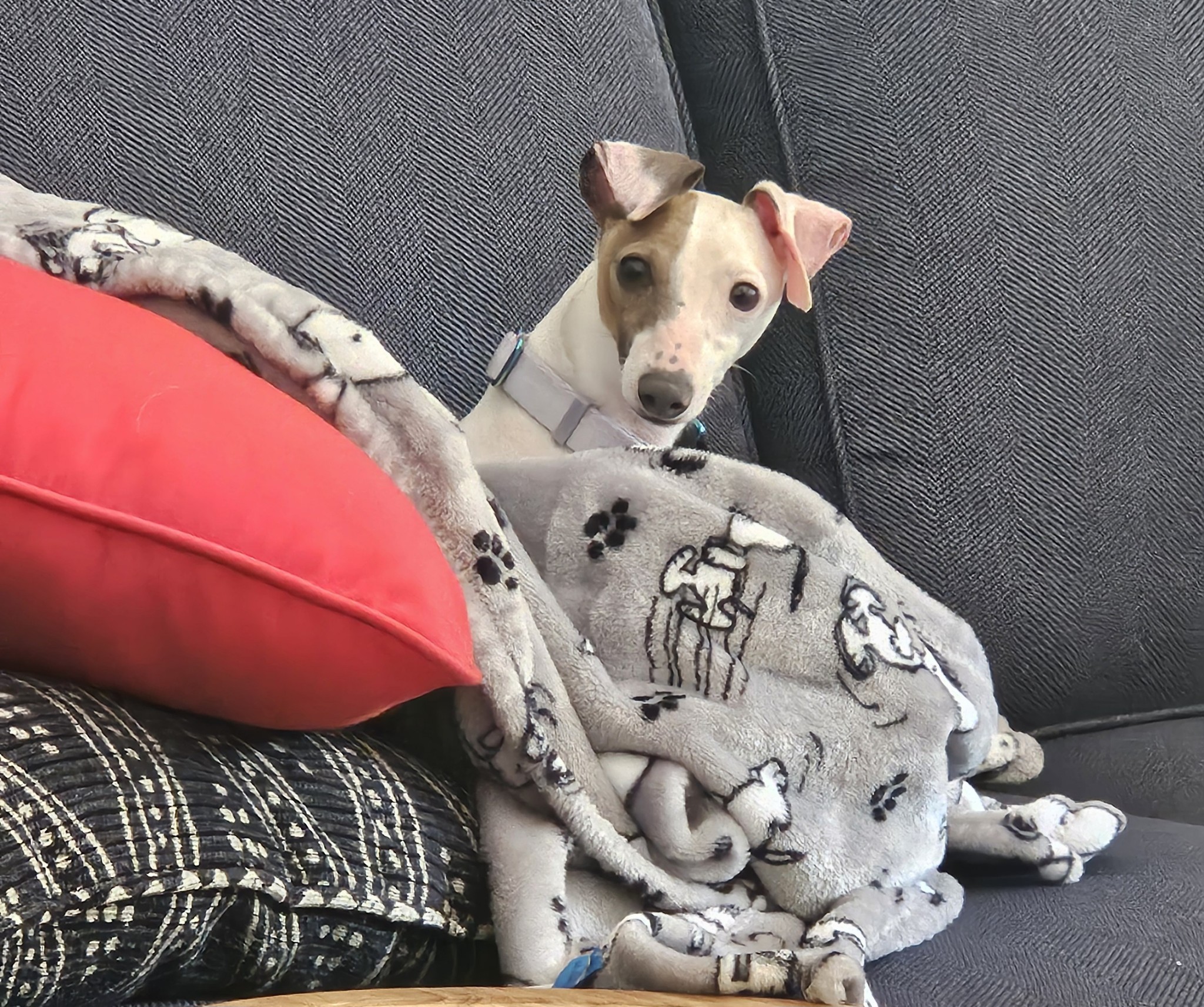 Enlarge Neo, a Adopted Italian Greyhound in Edgewater, MD image 1/5