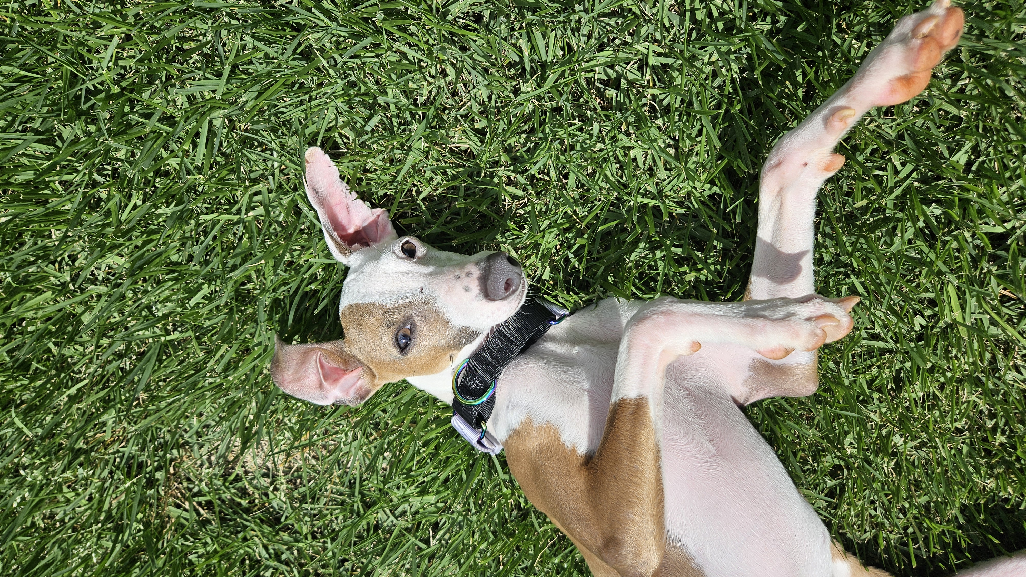 Enlarge Neo, a Adopted Italian Greyhound in Edgewater, MD image 2/5
