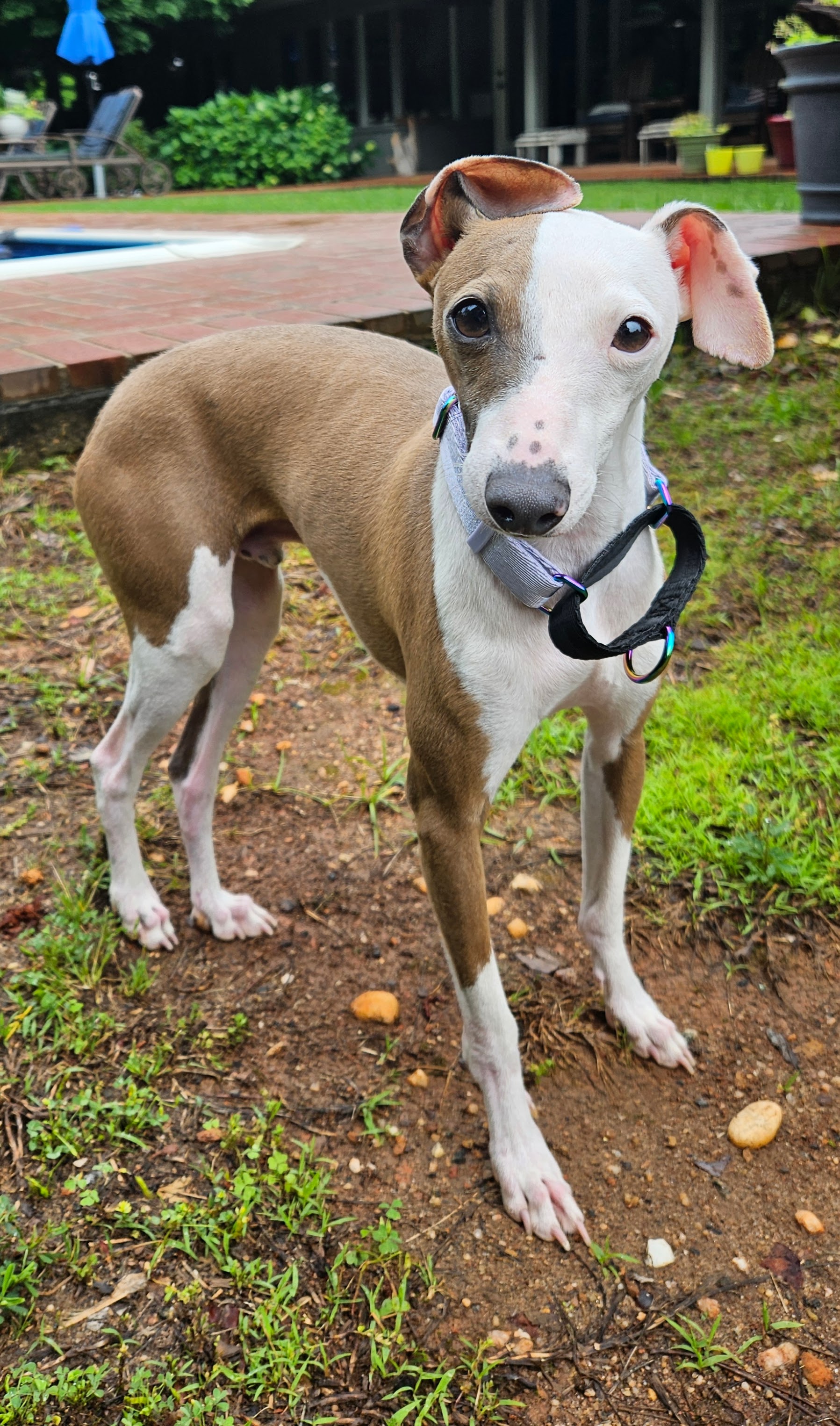 Enlarge Neo, a Adopted Italian Greyhound in Edgewater, MD image 3/5