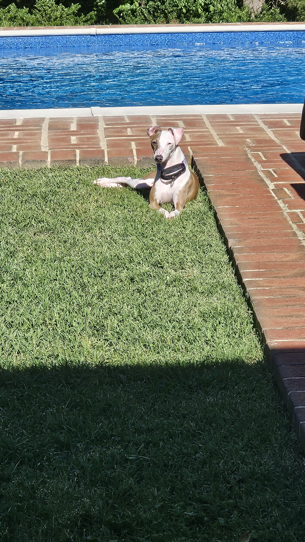 Enlarge Neo, a Adopted Italian Greyhound in Edgewater, MD image 4/5