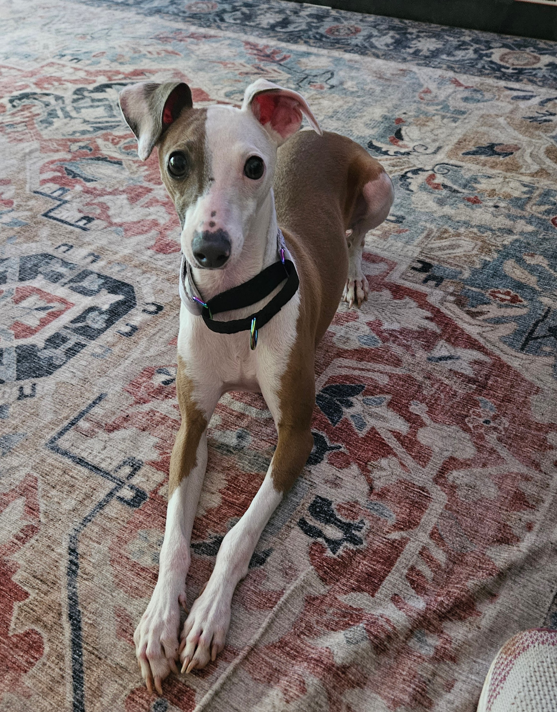 Enlarge Neo, a Adopted Italian Greyhound in Edgewater, MD image 5/5