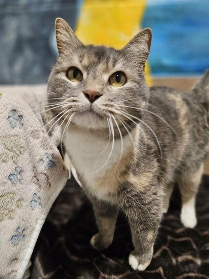 Azizah, a Adoptable mixed breed in Munster, IN image 1/2