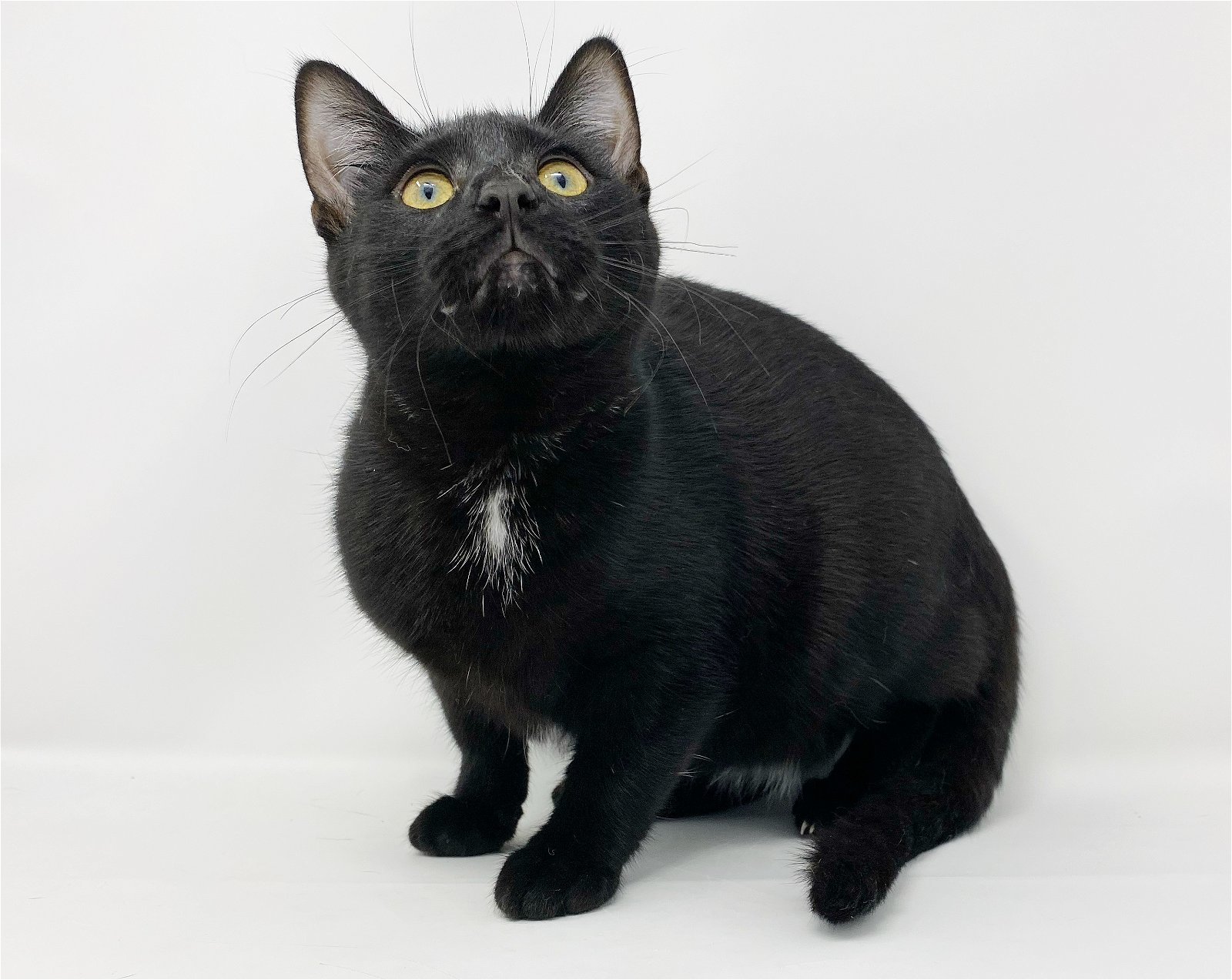 Ct Litter Felicity, a Adoptable Domestic Short Hair in Williamston, MI image 1/4