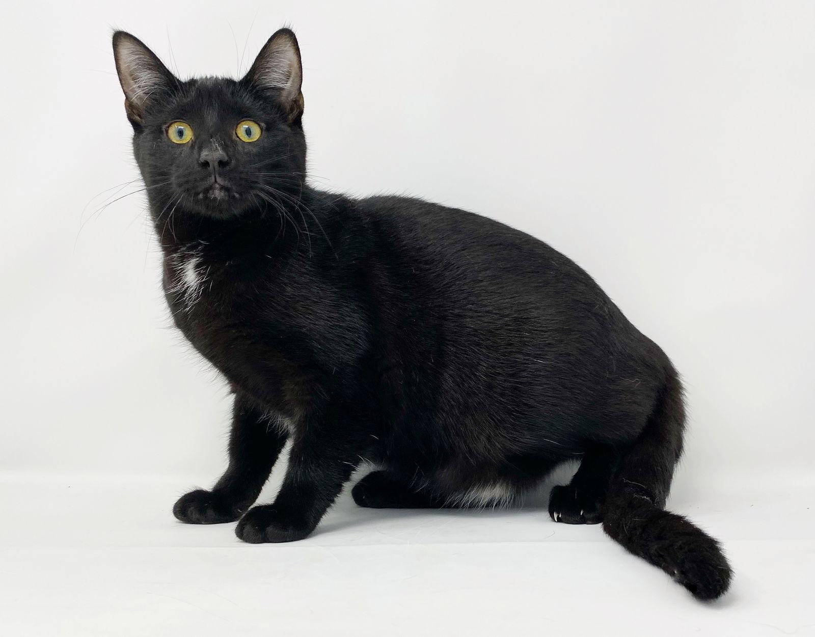 Enlarge Ct Litter Felicity, a Adoptable Domestic Short Hair in Williamston, MI image 2/3