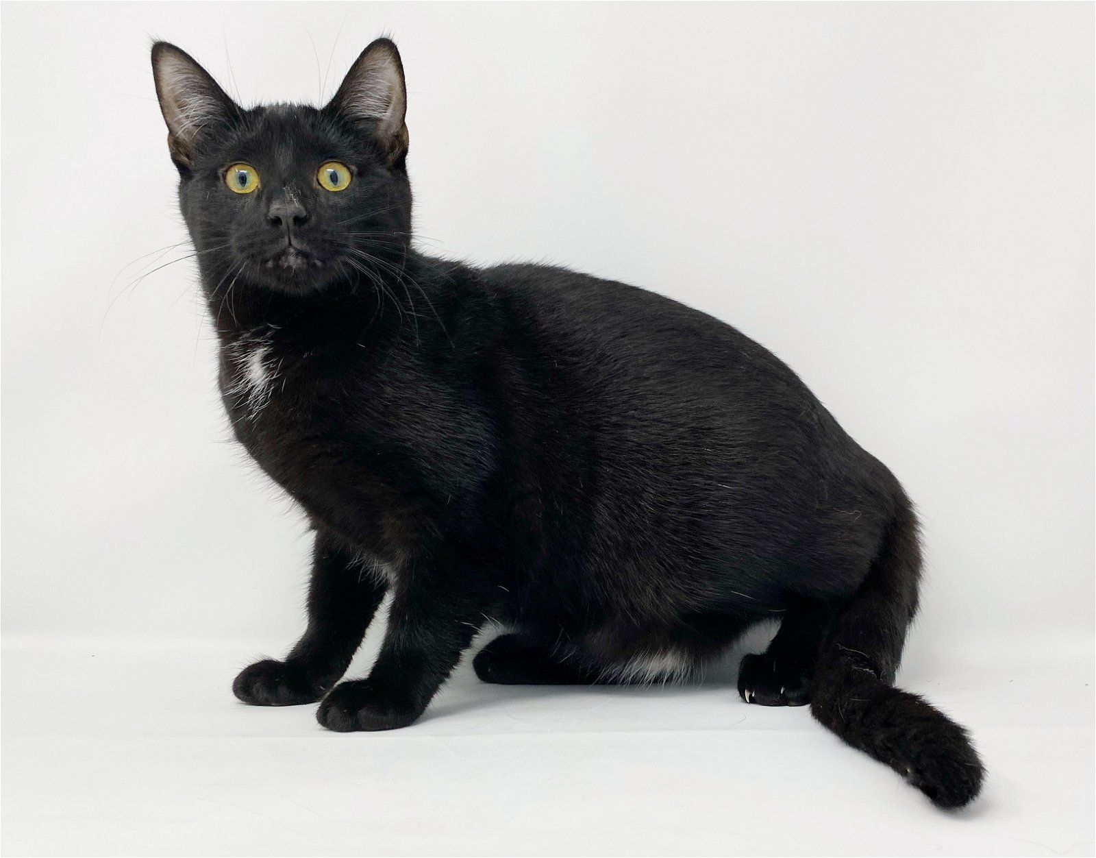 Ct Litter Felicity, a Adoptable Domestic Short Hair in Williamston, MI image 4/4