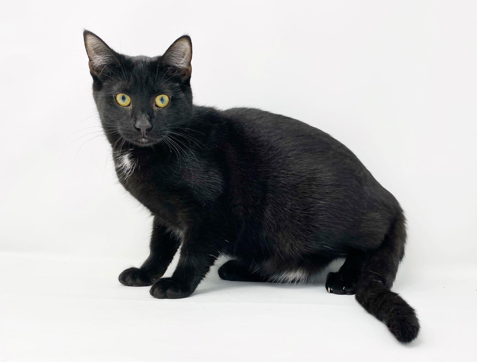 Enlarge Ct Litter Felicity, a Adoptable Domestic Short Hair in Williamston, MI image 3/3