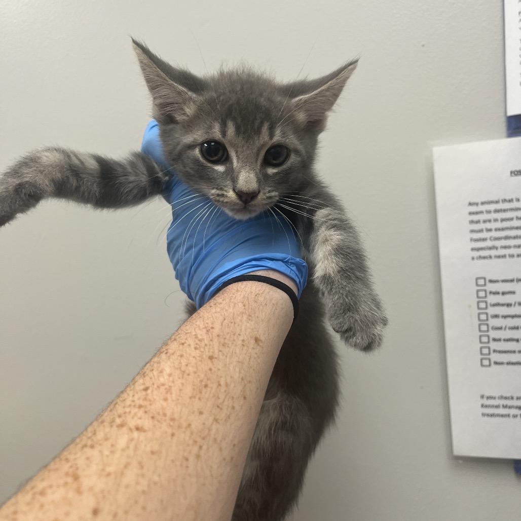 Enlarge Reddington, a Adoptable Domestic Short Hair in Columbiana, AL image 1/2