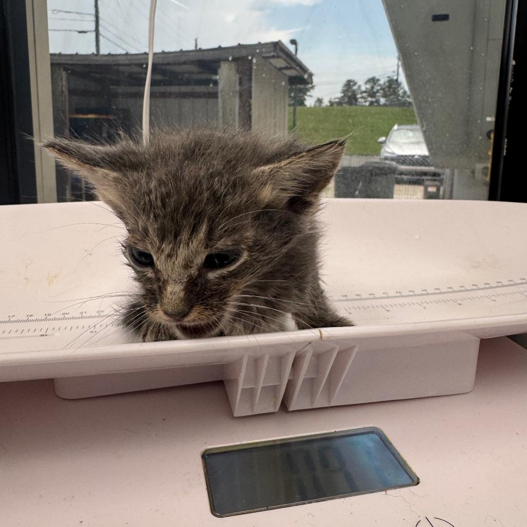 Enlarge Reddington, a Adoptable Domestic Short Hair in Columbiana, AL image 2/2