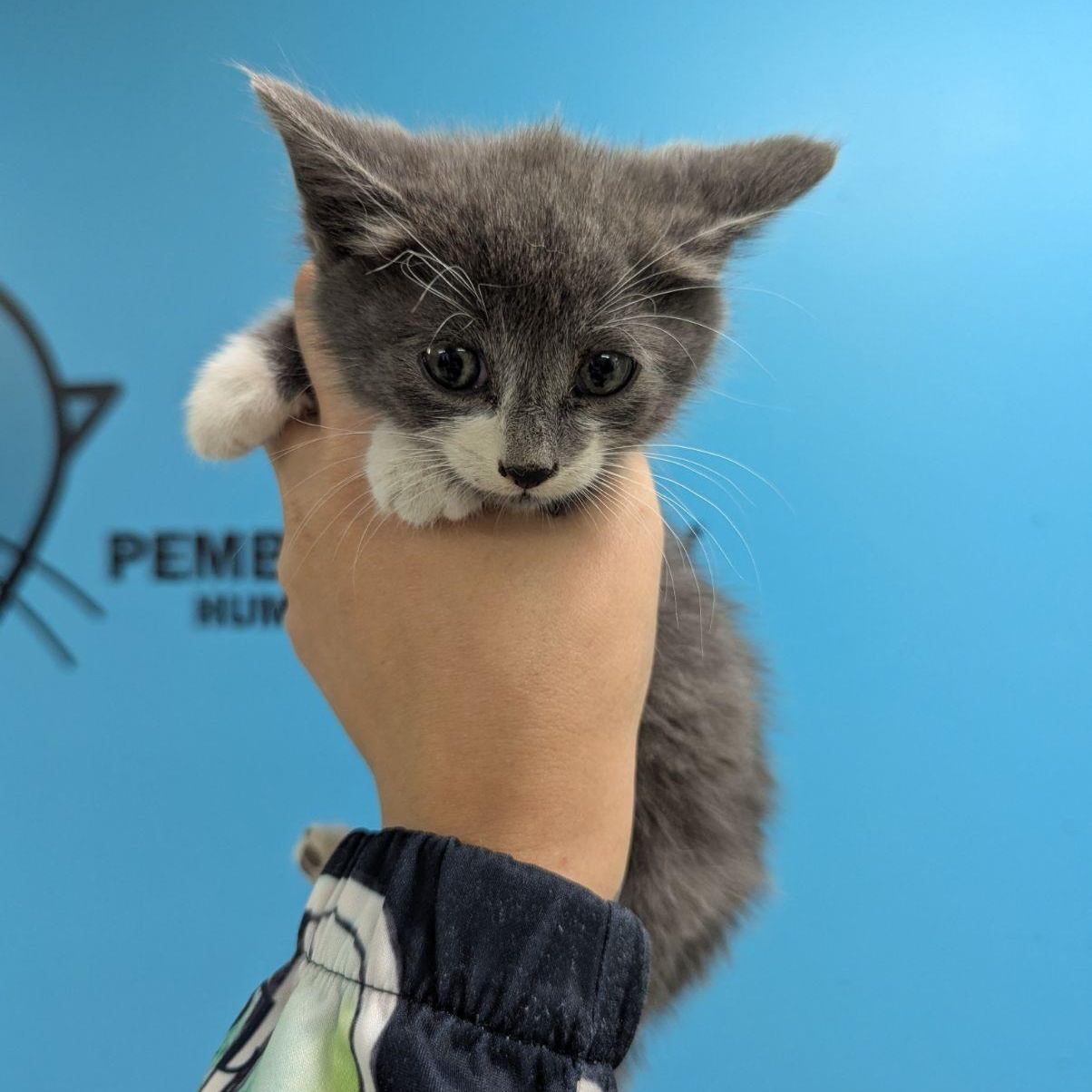 Cyclone, Adoptable, Young Male Domestic Short Hair.