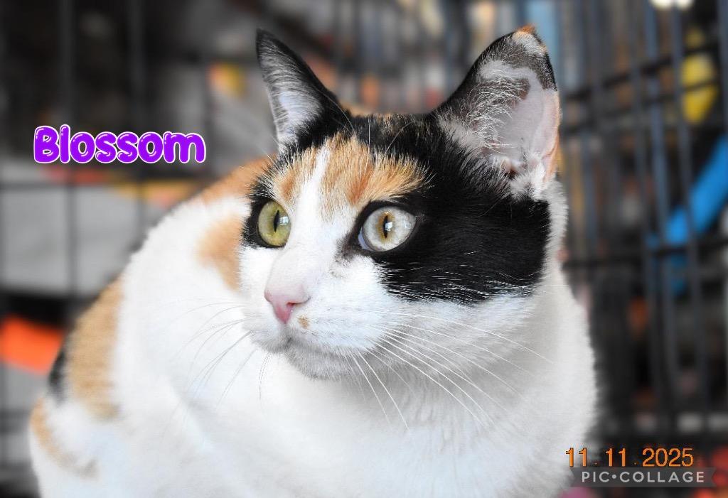 Blossom, Adoptable, Young Female Domestic Short Hair.