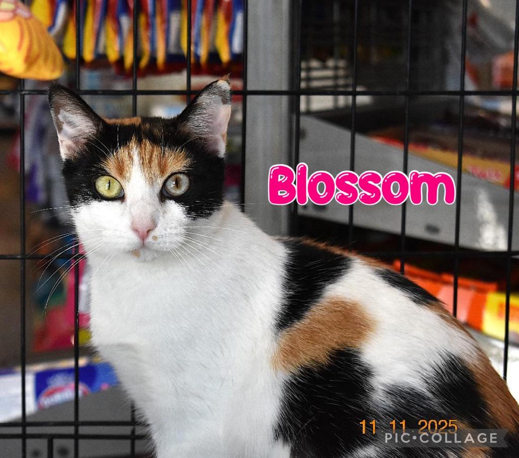 Blossom, a Adoptable mixed breed in Fort Oglethorpe, GA image 2/6