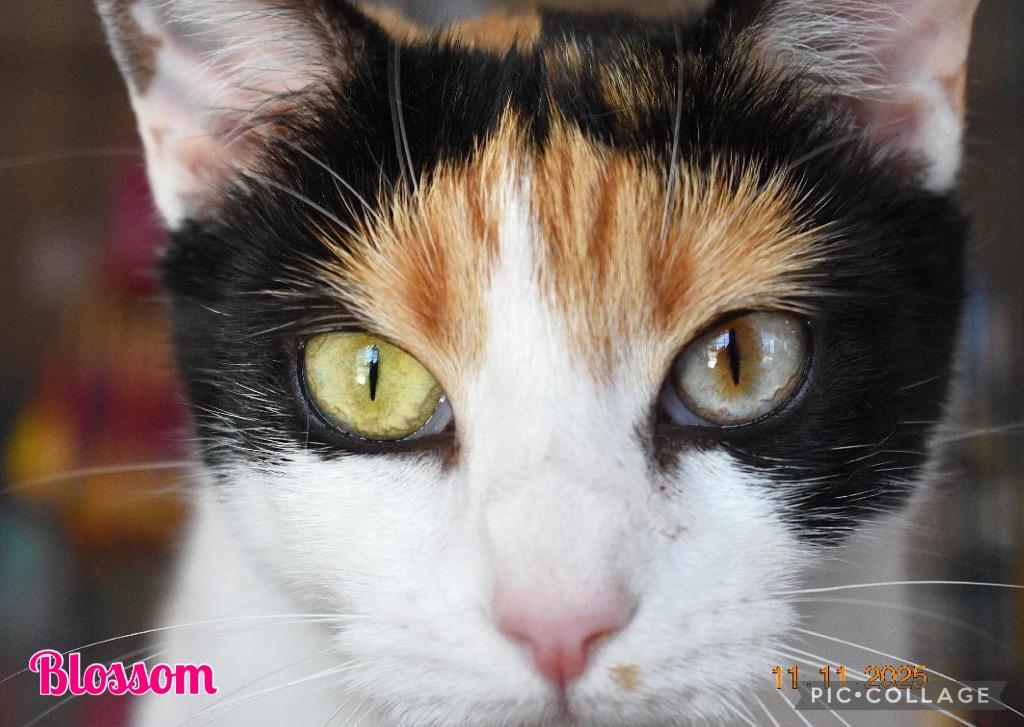 Blossom, a Adoptable mixed breed in Fort Oglethorpe, GA image 3/6