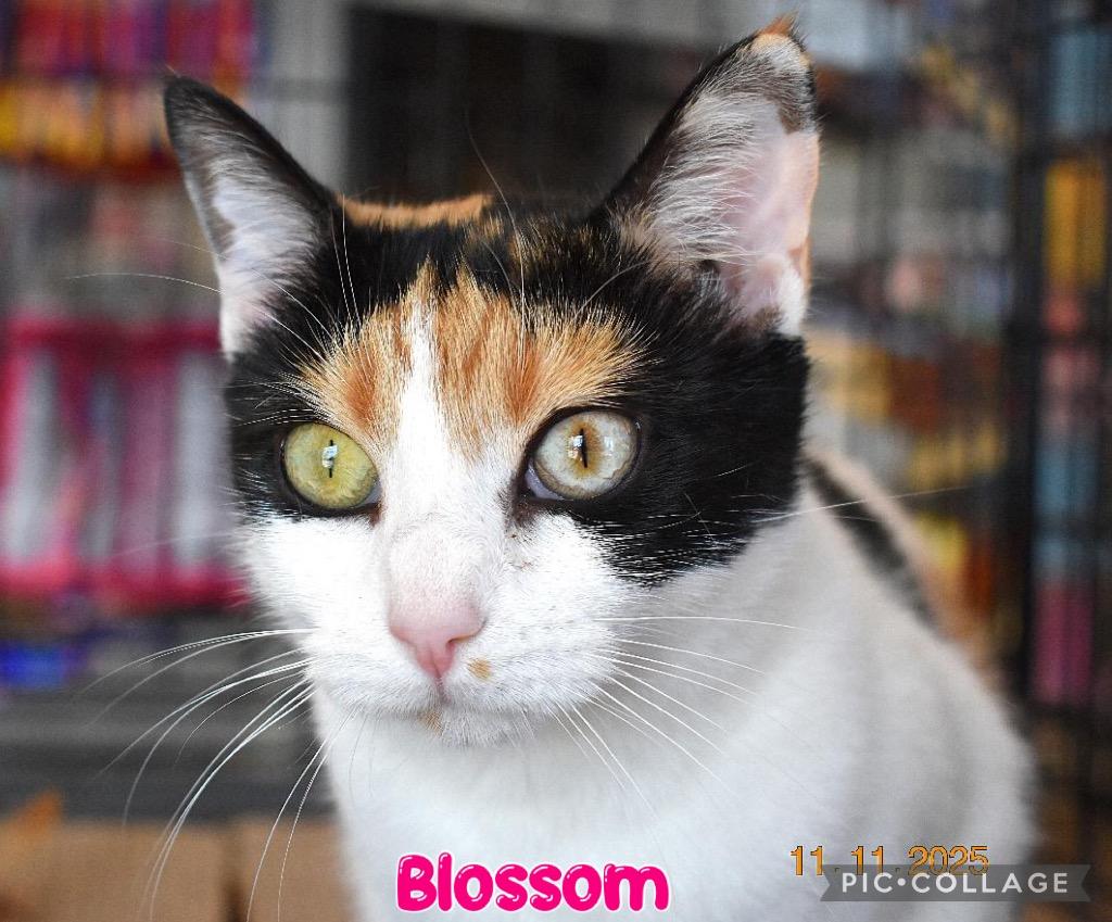 Blossom, a Adoptable mixed breed in Fort Oglethorpe, GA image 4/6