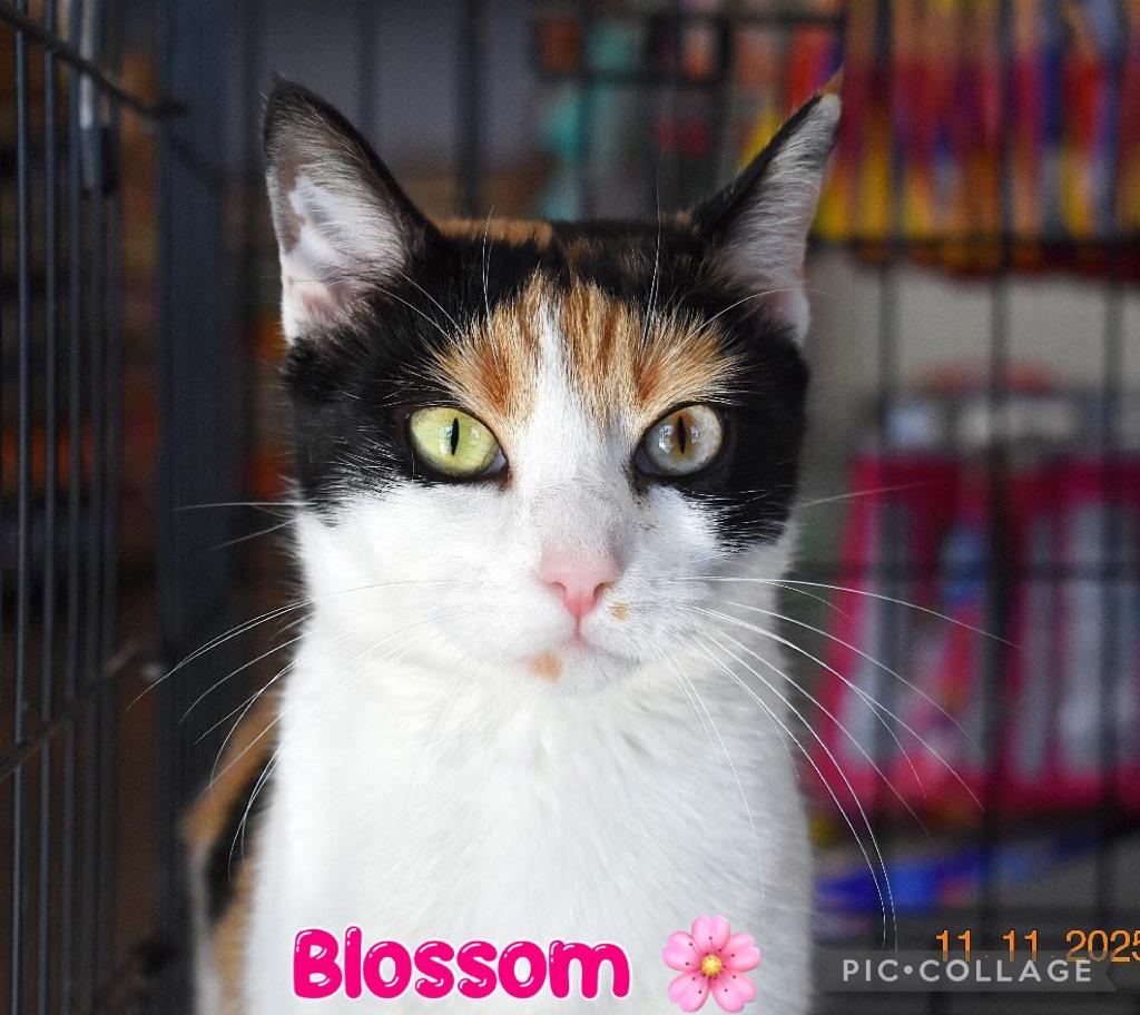 Blossom, a Adoptable mixed breed in Fort Oglethorpe, GA image 5/6