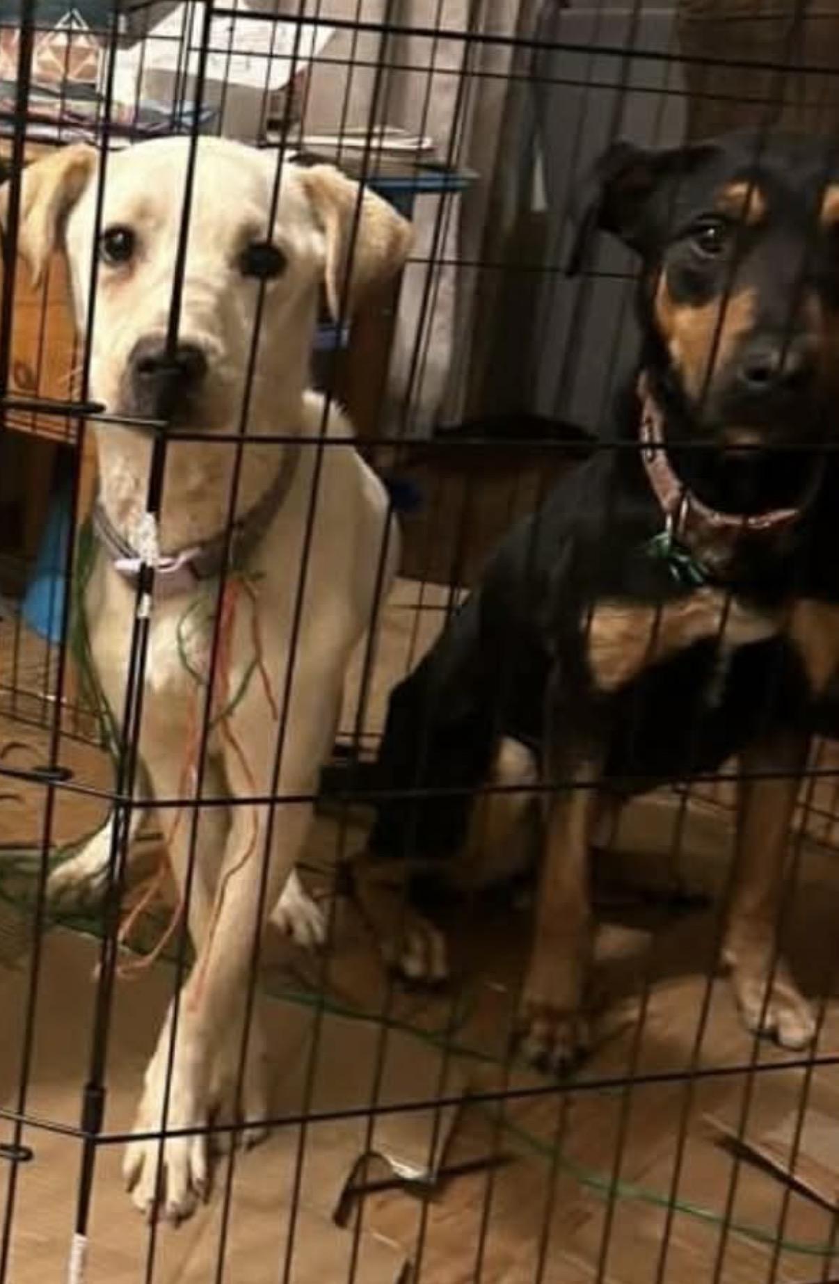 Enlarge Honey, an adopted mixed breed in South Saint Paul, MN image 6/6