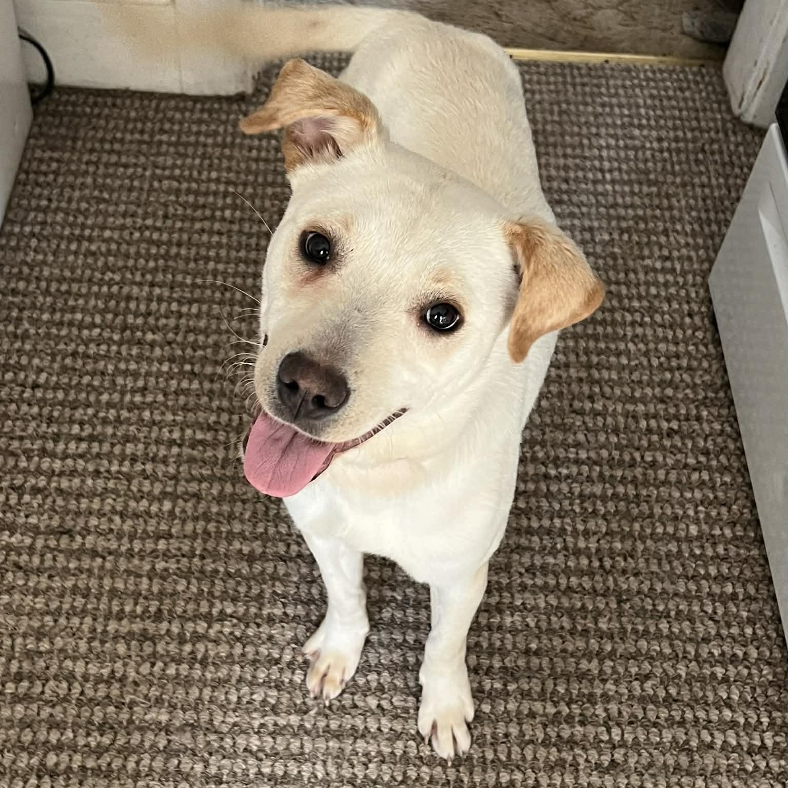 Enlarge Honey, an adopted mixed breed in South Saint Paul, MN image 2/6