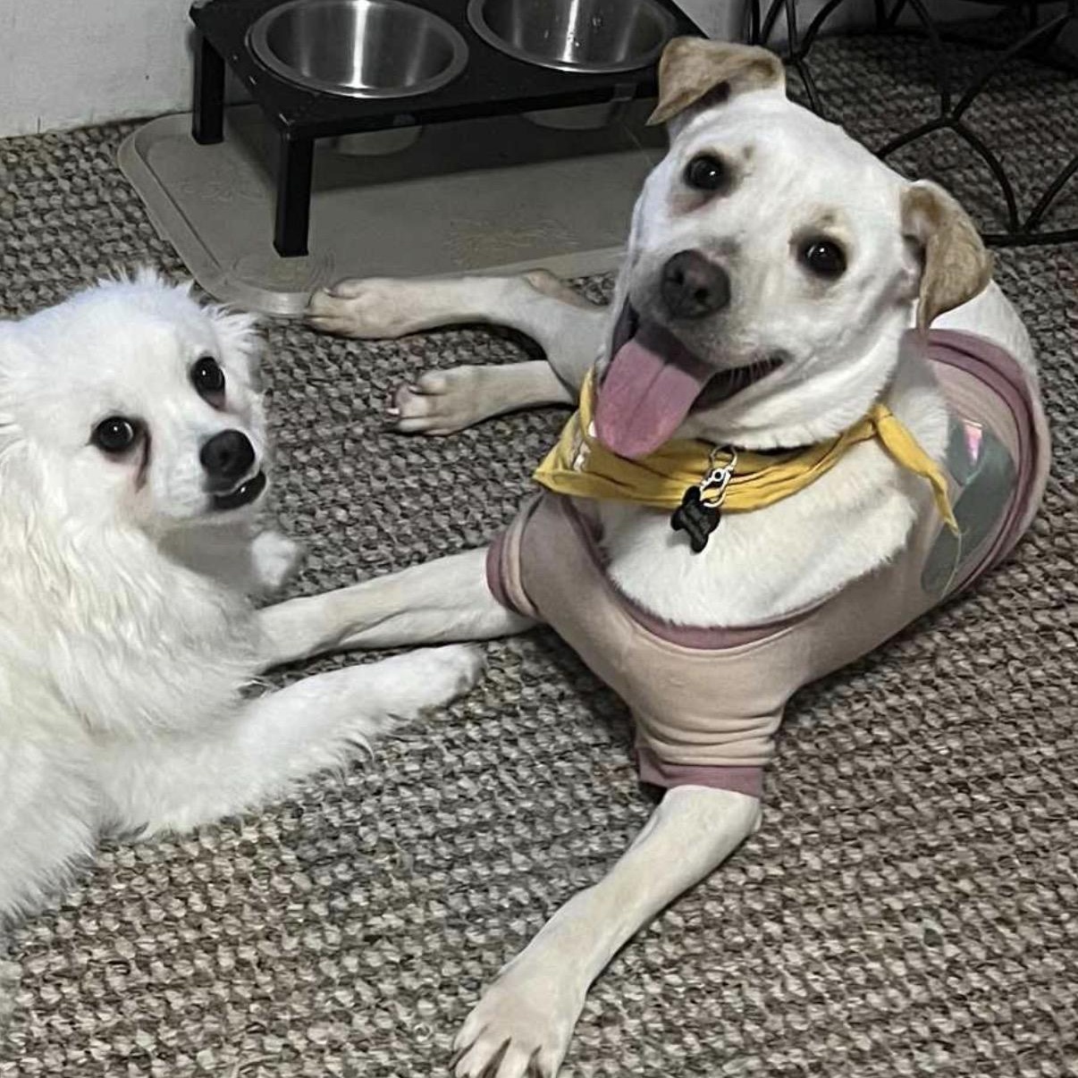 Enlarge Honey, an adopted mixed breed in South Saint Paul, MN image 3/6