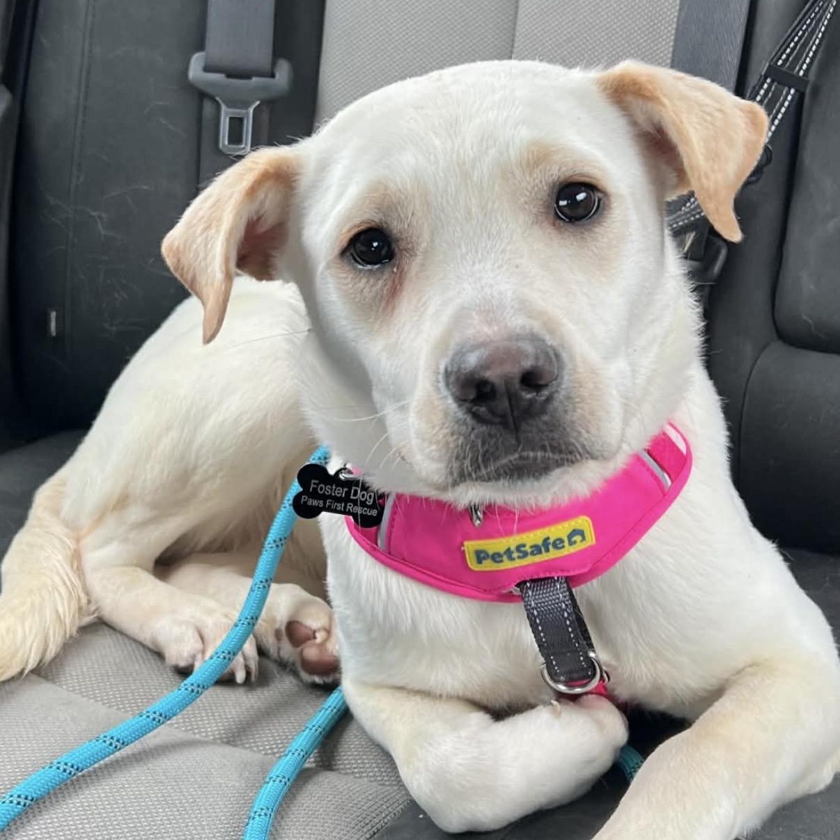 Enlarge Honey, an adopted mixed breed in South Saint Paul, MN image 1/6