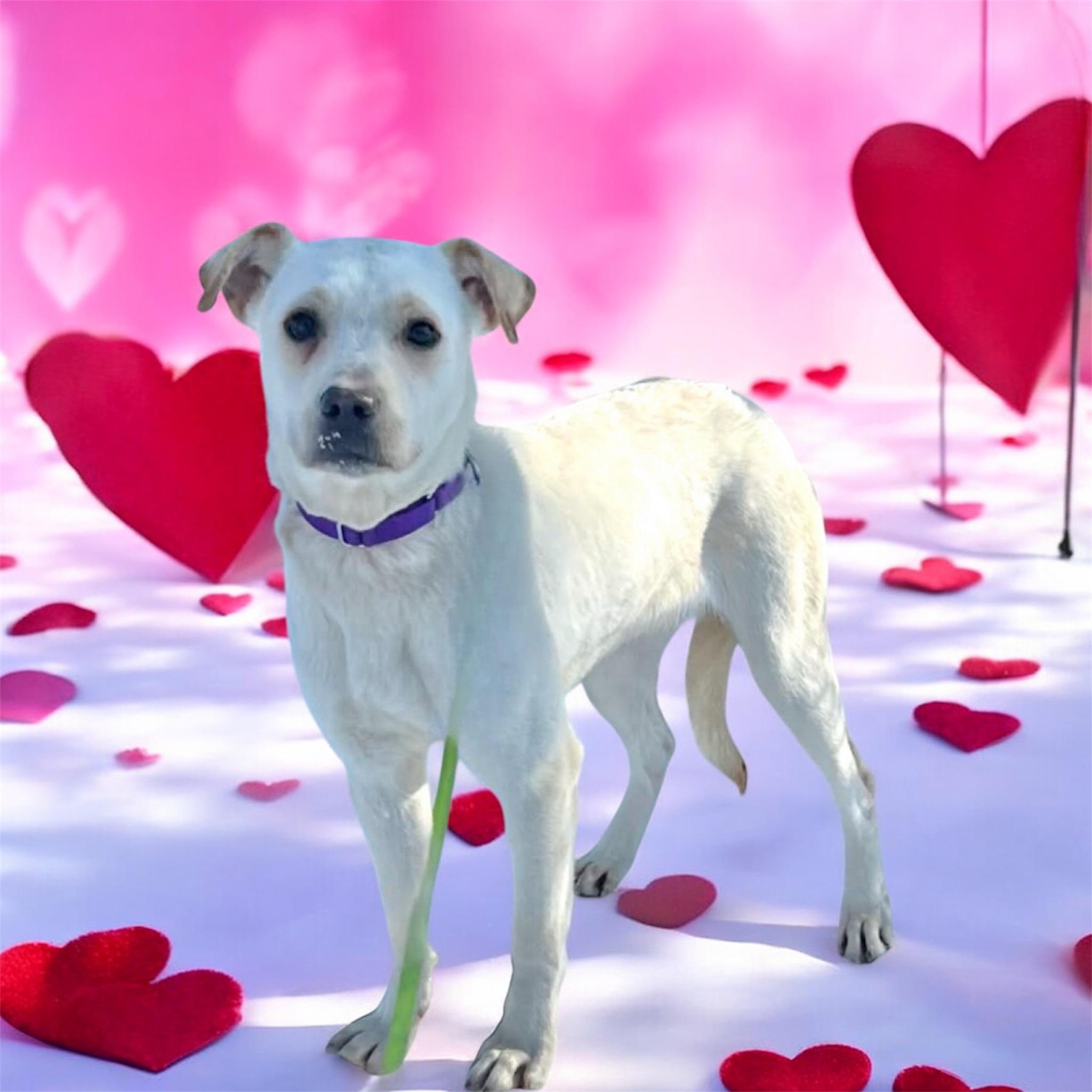 Enlarge Honey, an adopted mixed breed in South Saint Paul, MN image 4/6