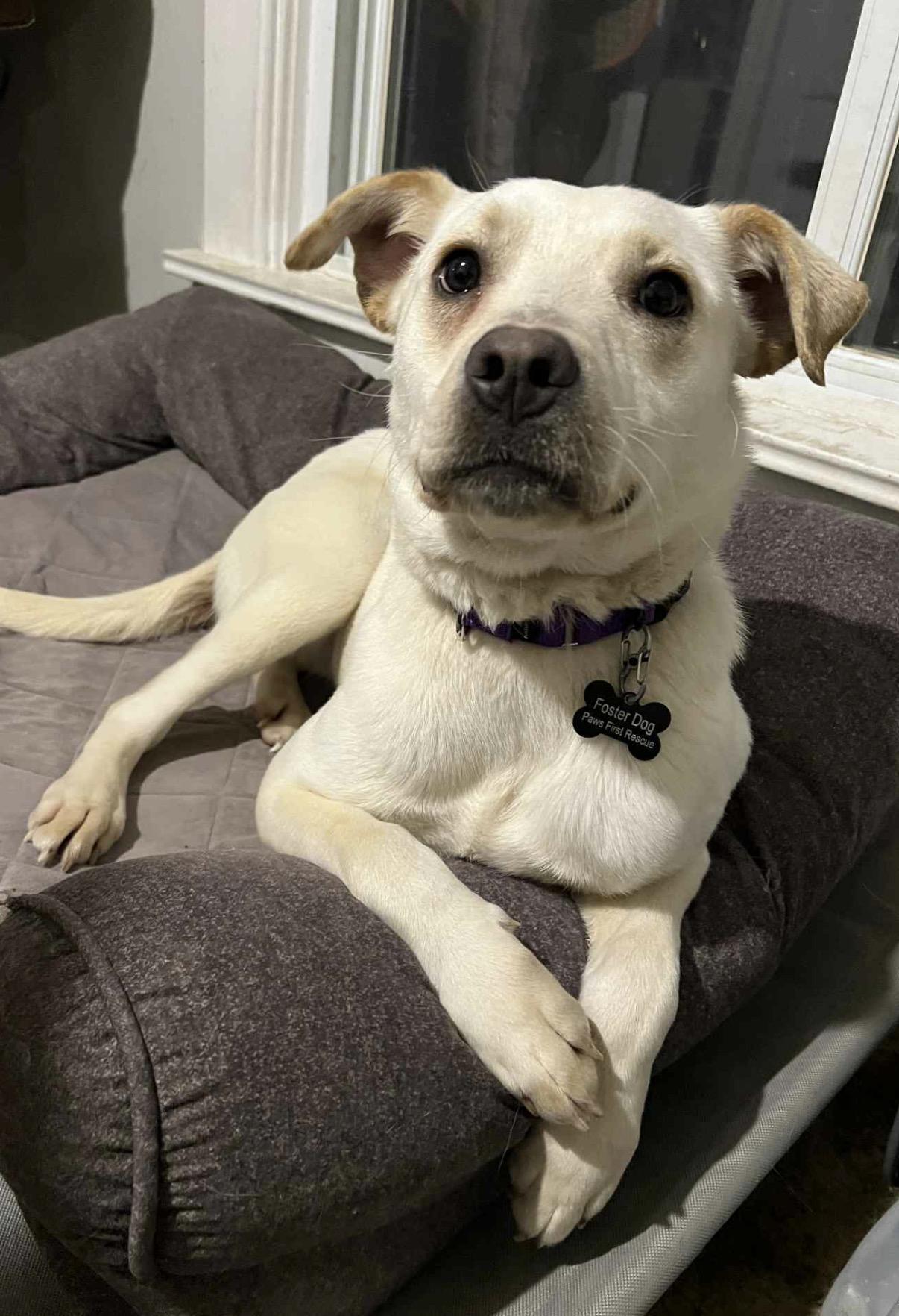 Enlarge Honey, an adopted mixed breed in South Saint Paul, MN image 5/6