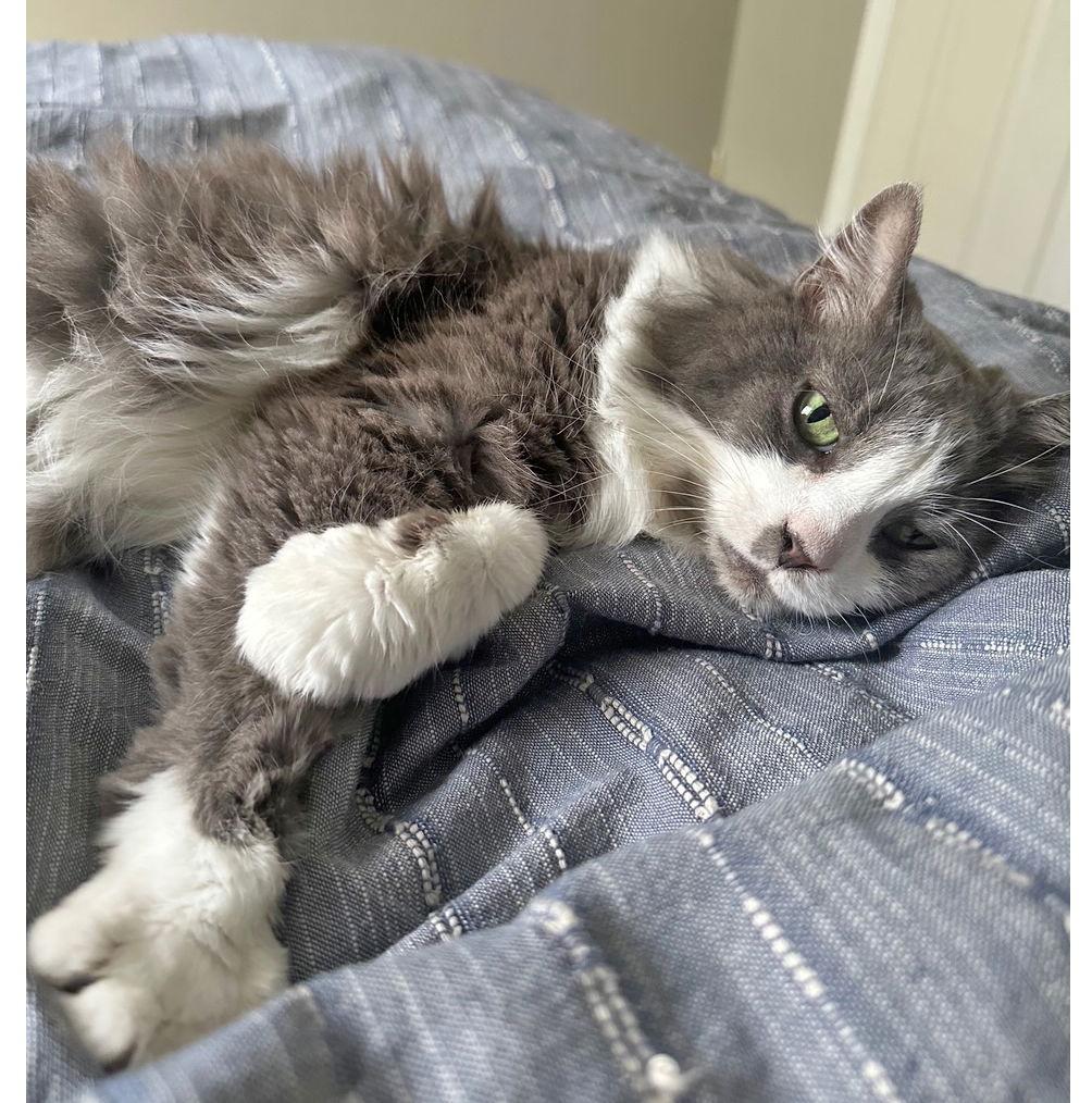 Enlarge Millie, a Adoptable Domestic Medium Hair in Amelia, OH image 1/3