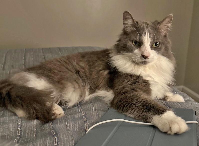 Enlarge Millie, a Adoptable Domestic Medium Hair in Amelia, OH image 2/3